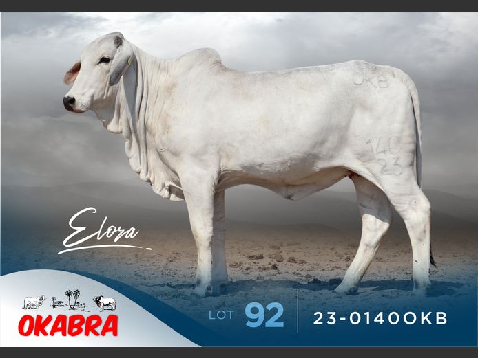 23-0140OKB | OKABRA BRAHMANS