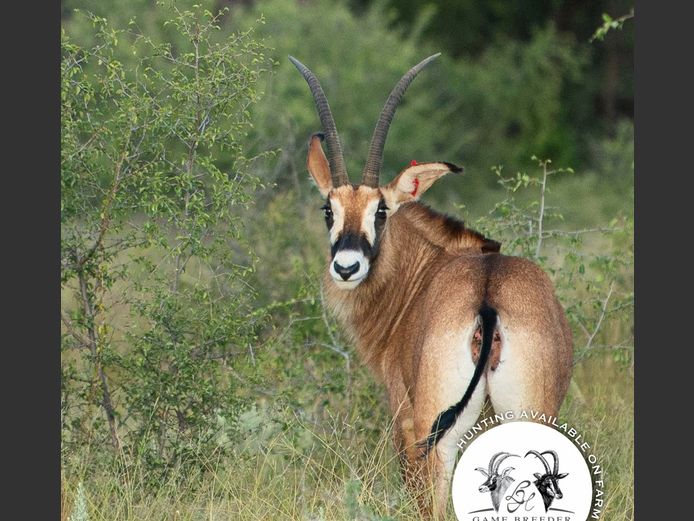 Roan Cow | WATERBERG PLATO GAME BREEDERS