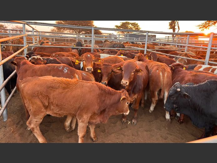 AGRA OTJIWARONGO WEANER AUCTION