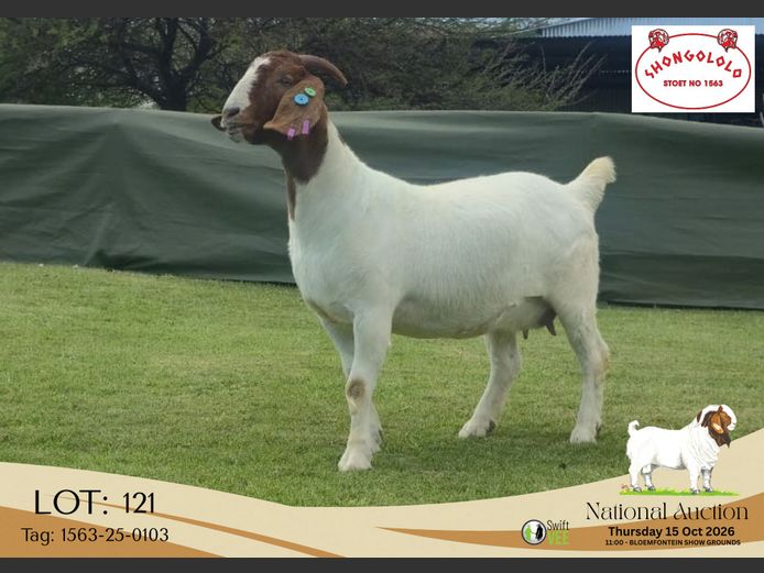 1563-25-0103 | Shongololo Boerbok stoet
