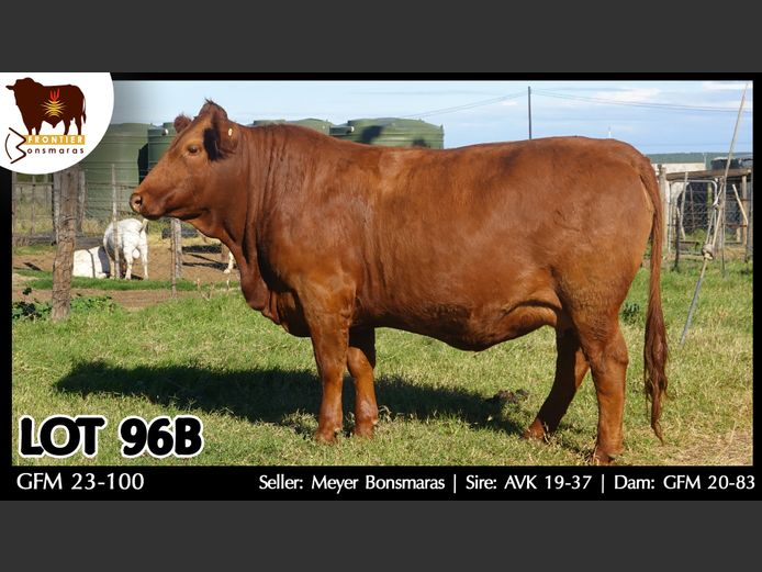 GFM230100 | MEYER BONSMARAS