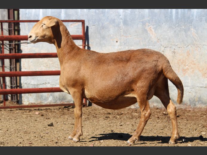 CRL 20.590 | HANRI MEATMASTERS