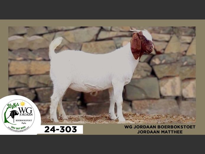 24-303  |  Jordaan Matthee - WG Jordaan Boerbokstoet