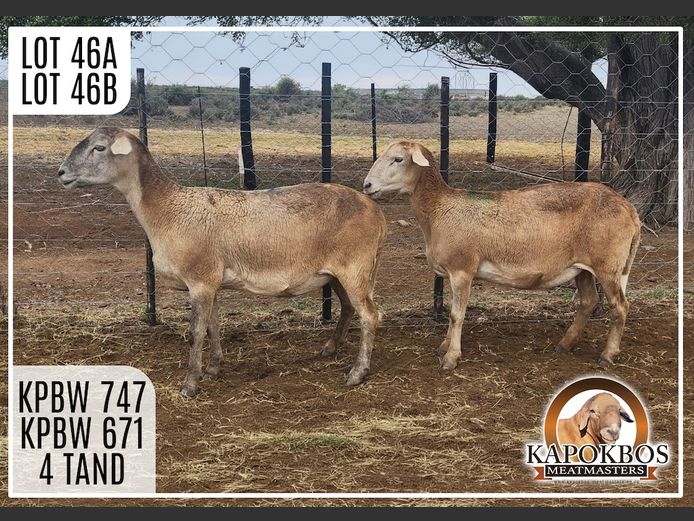 KPBW747 | Kapokbos Meatmasters