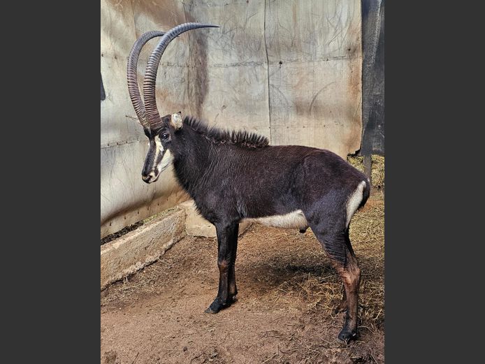 SABLE 43" | HARTEBEES FONTEIN