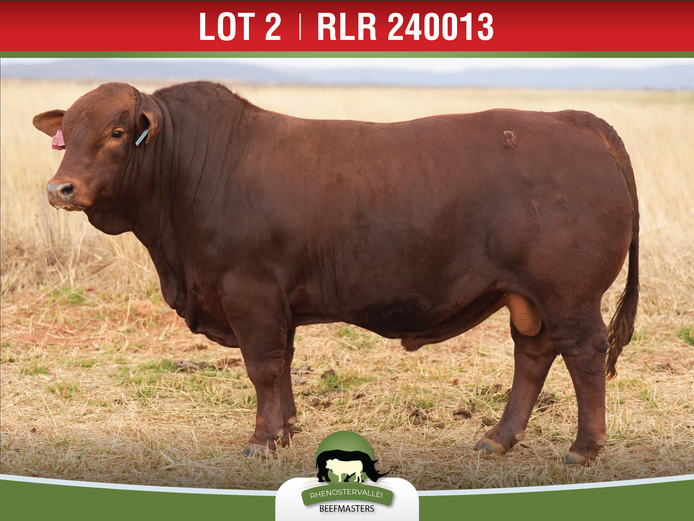 RLR 240013 HH | J.H. MEYER