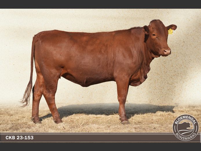 CKB230153 | CHRIS KRUGELL BLOEMENDAL