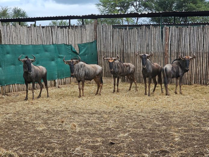 BLUE WILDEBEEST | COLOMBIA