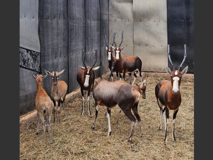 BLESBUCK | ZEEKOEVALLEY