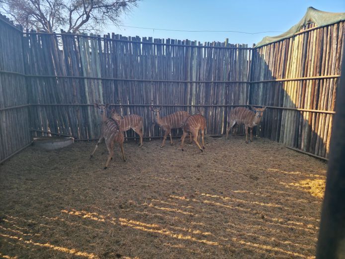 NJALA | ALESIA BOERDERY