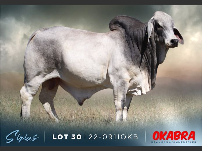 22-0911OKB | OKABRA BRAHMAN