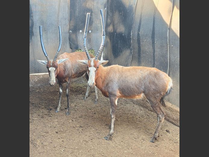 BLESBOK | LITTLE HUT