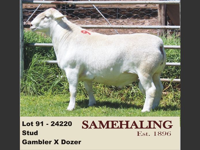 24220-331 | SAMEHALING  WIT DORPERS