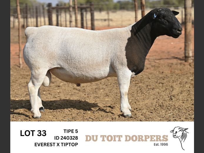 240328 | DU TOIT DORPERS