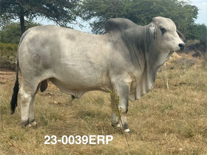 23-0039ERP | HARROBI BRAHMAN