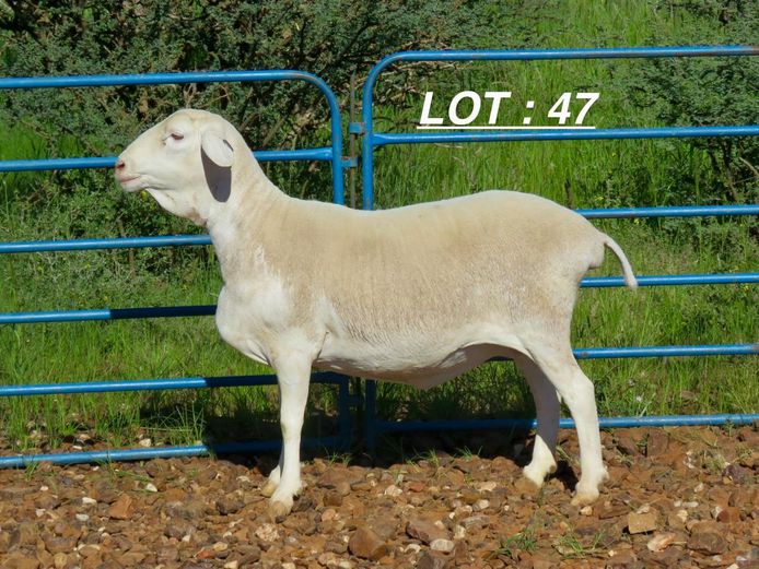 34 23 0363 | Louis v Rensburg h/a Leeuput Trust 