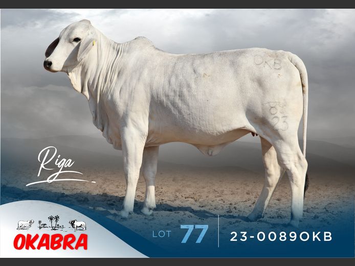 23-0089OKB | OKABRA BRAHMANS
