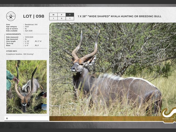 Nyala | Mafunyane Wildlife Services CC.