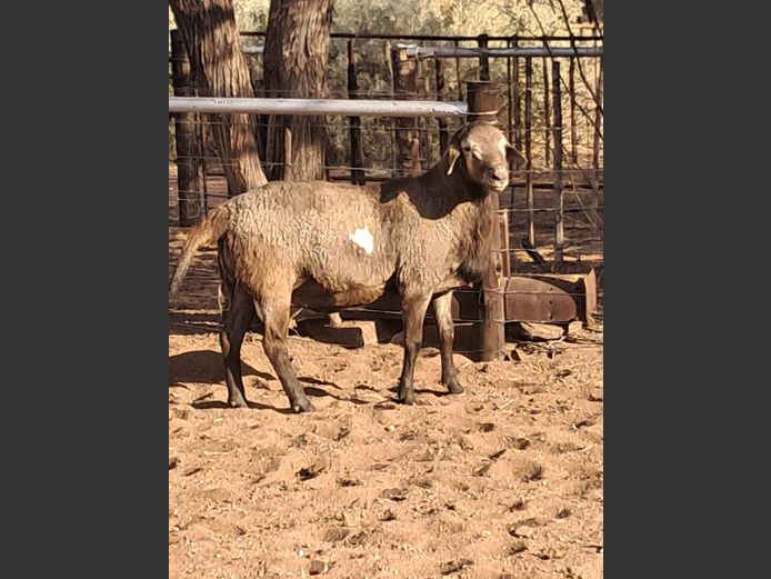2024-41 | Zwartmodder
 boerdery