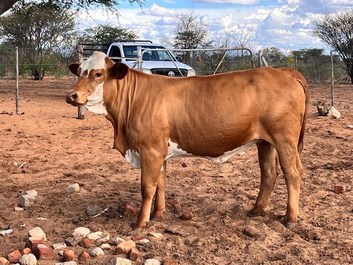 CHU22147C | HATAGOB SIMBRA