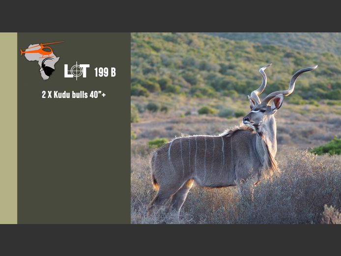 Kudu