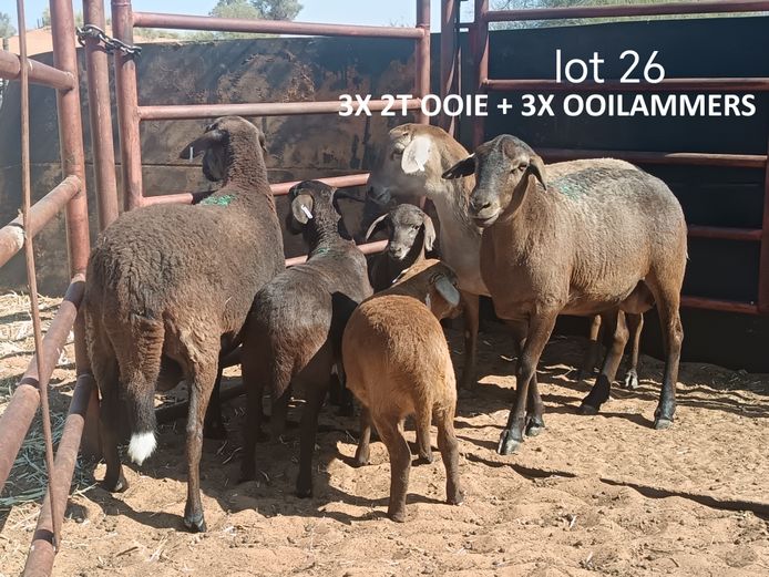 JM 25259 | COENIE VD MERWE