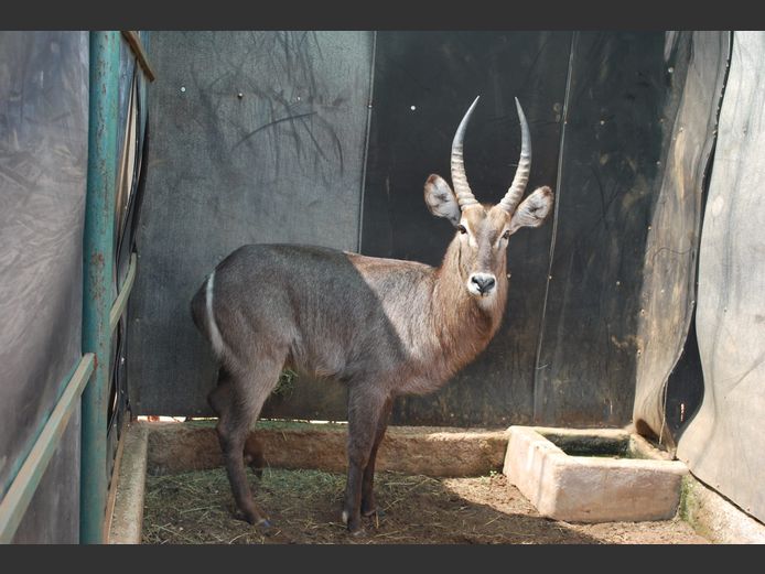 WATERBUCK | HELICON