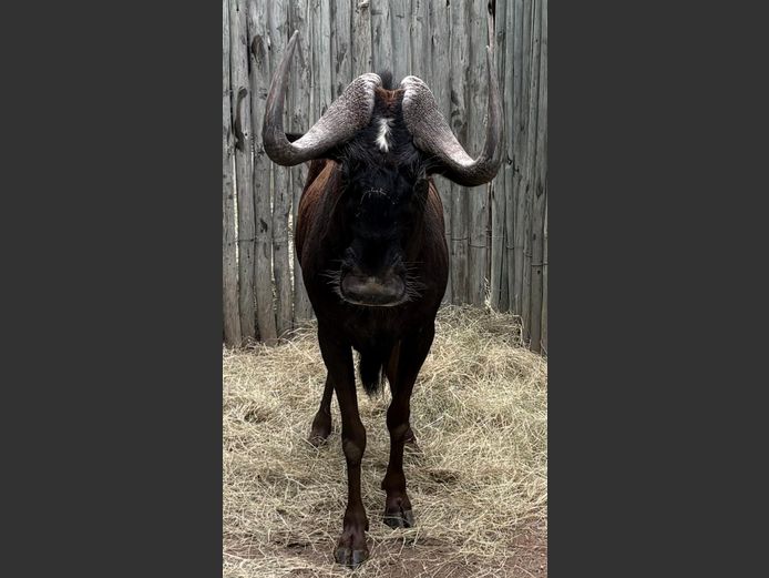 Konings Swartwildebees Jagbul