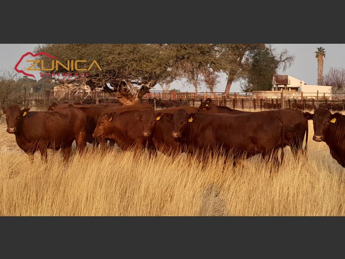 COMMERCIAL FEMALES | N.J. VAN HEERDEN