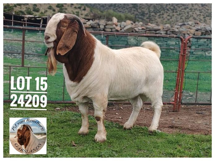 24-209 | Garslands