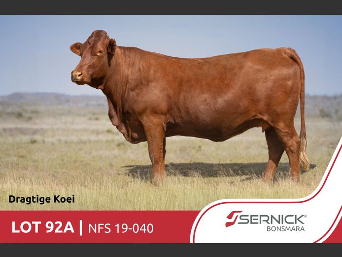 NFS 190040 | SERNICK BONSMARA STOET