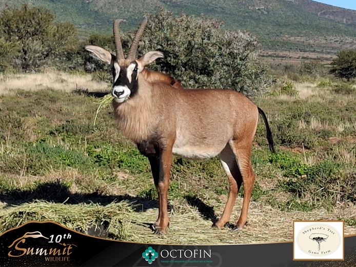 26 3/8" Roan Bull