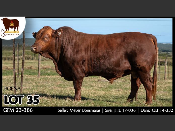 GFM 230386 | MEYER BONSMARAS