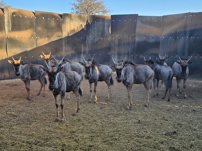 BLUE WILDEBEEST | KRUISRIVIER