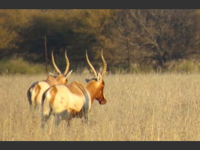 SAALRUG BLESBOK