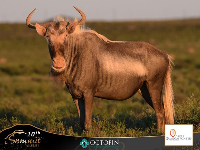 22" King Wildebeest Cow	