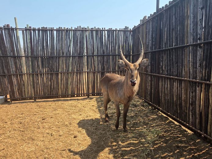 WATERBOK | HANLEY