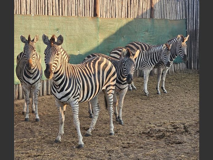 ZEBRA | LEBENKELE