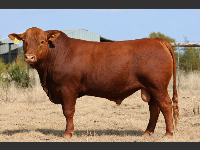 BBB23139 | TRIO B BOERDERY