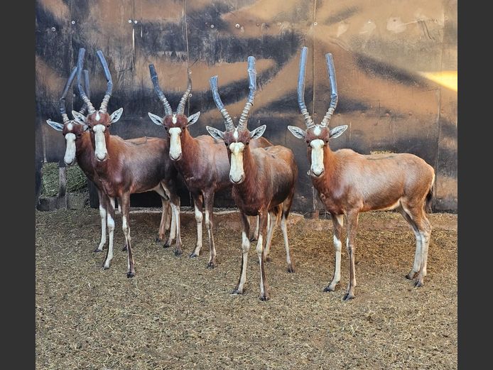BLESBOK | DITJABE