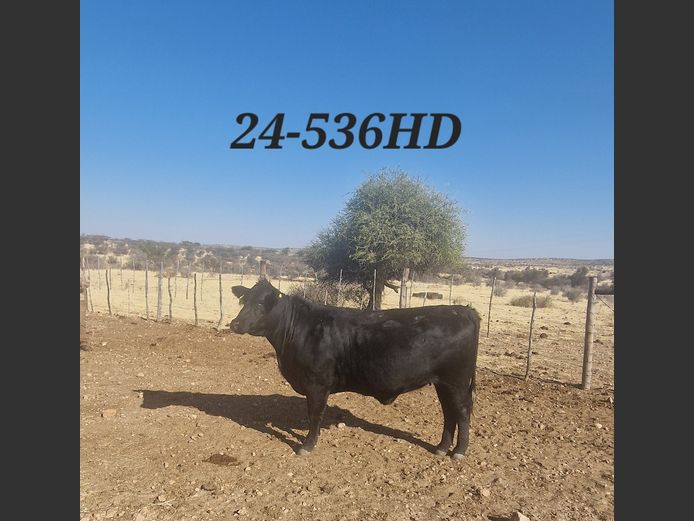 24-0536HD | MECKLENBURG BLACK ANGUS