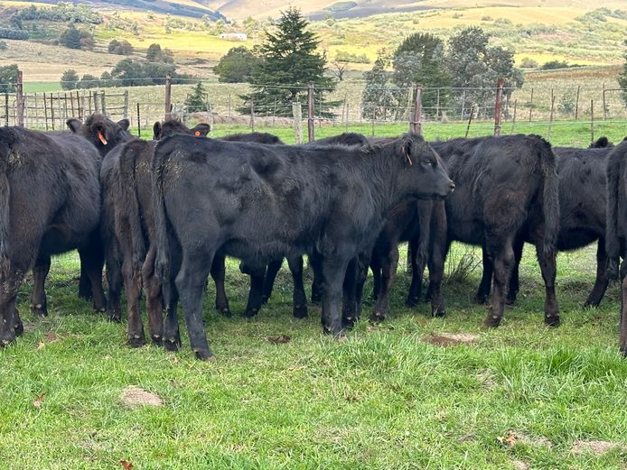 Weaners | Glenfinlas Cattle Co