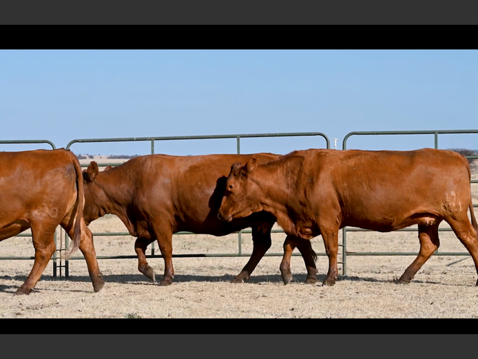 Commercial Animals | ALLEM BROTHERS