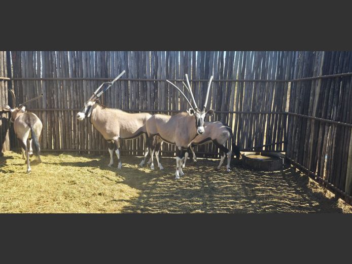 GEMSBOK | HANLEY