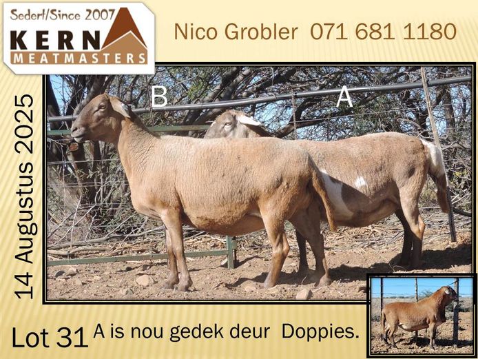 KERN 20 0279 | AANGETEKEN | Nico Grobler - Kern Meatmasters