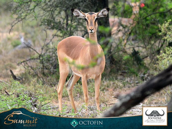 IMPALA EWES