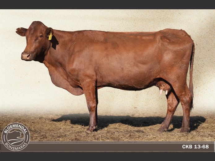 CKB130068 | CHRIS KRUGELL BLOEMENDAL