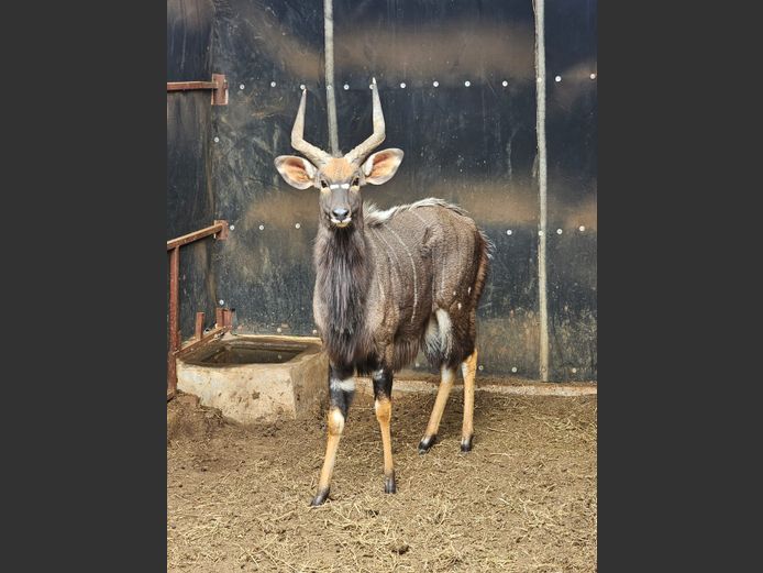NYALA | KORO CREEK