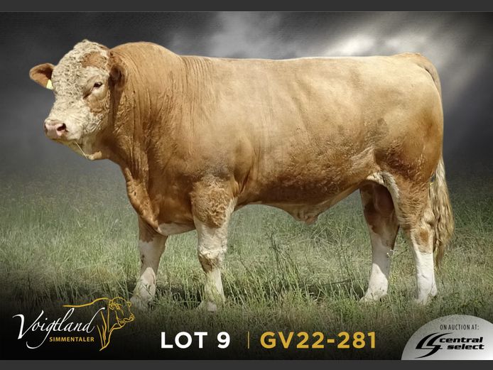 GV22-0281 | VOIGTLAND SIMMENTALER