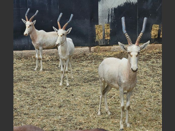 WHITE BLESBUCK | NYANE GAME